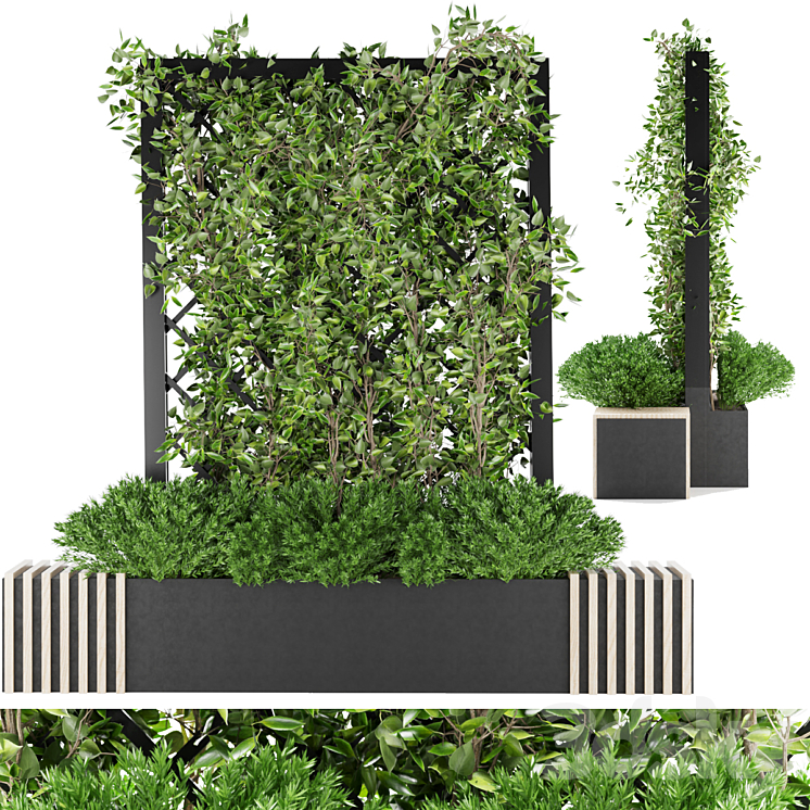 COLLECTION PLANT VOL 16 