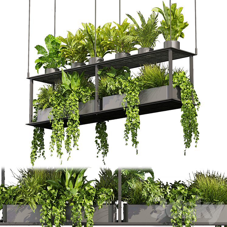 COLLECTION PLANT VOL 439 HANGING AMPELOUS PALM POTHOS 
