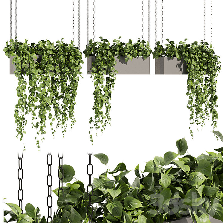 COLLECTION PLANT VOL 469 AMPELOUS HANGING POTHOS 