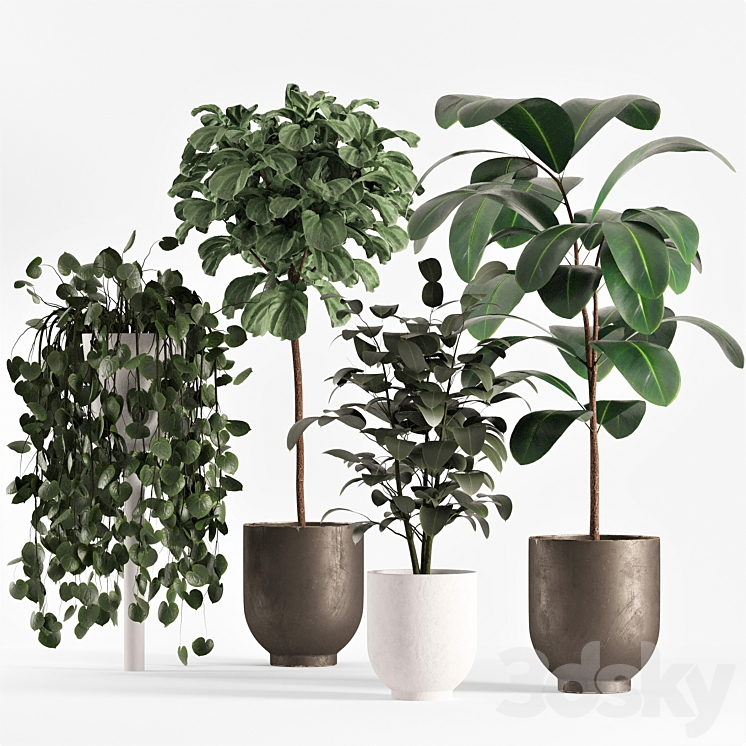 COLLECTON03 FICUS PLANTS 