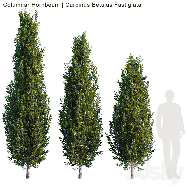 COLUMNAR HORNBEAM # 1 