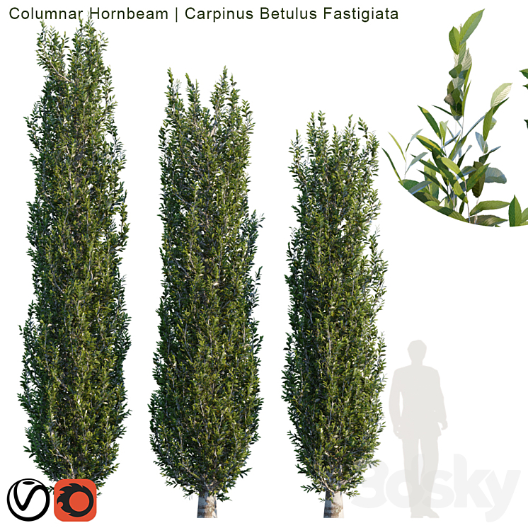 COLUMNAR HORNBEAM # 2 