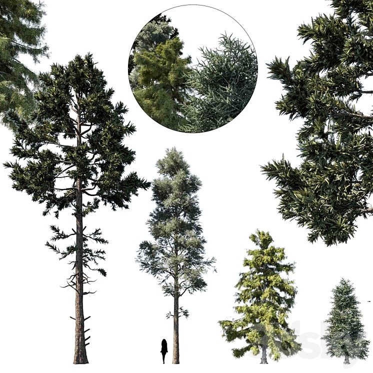 CONIFEROUS TREE SET 1 