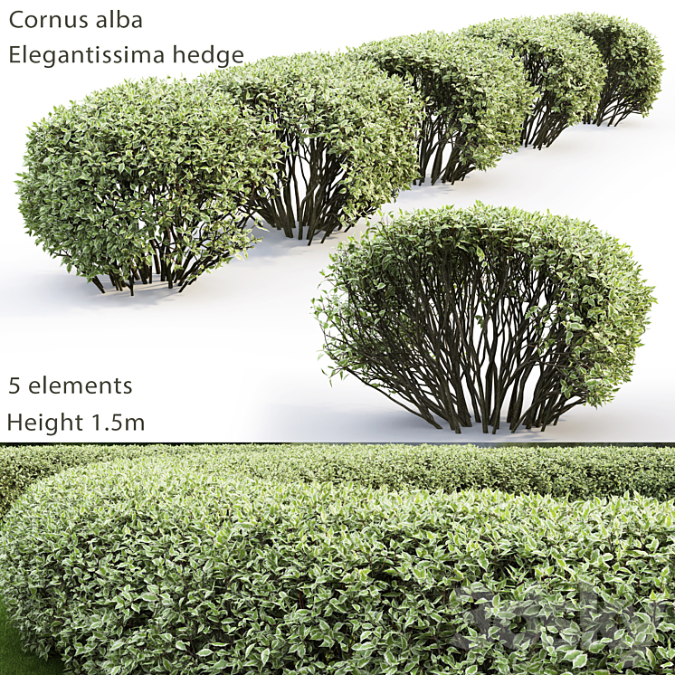 CORNUS ALBA ELEGANTISSIMA HEDGE # 2 
