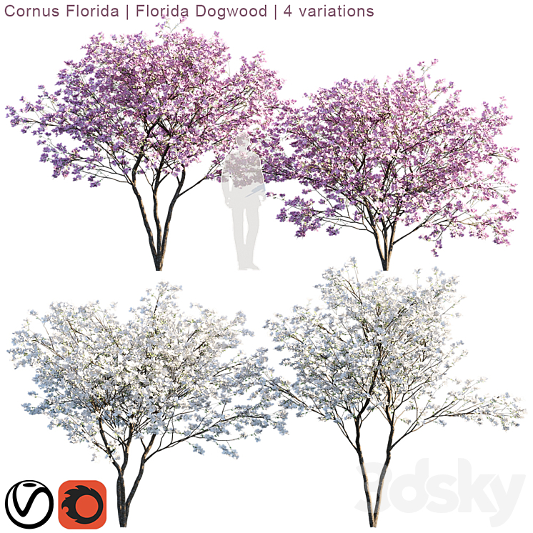 CORNUS FLORIDA FLORIDA DOGWOOD 4 VARIATIONS 