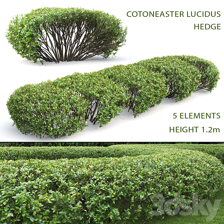COTONEASTER LUCIDUS HEDGE # 1 