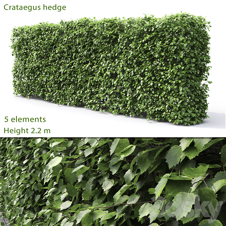 CRATAEGUS HEDGE 22M 