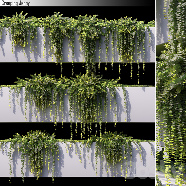 CREEPING JENNY 