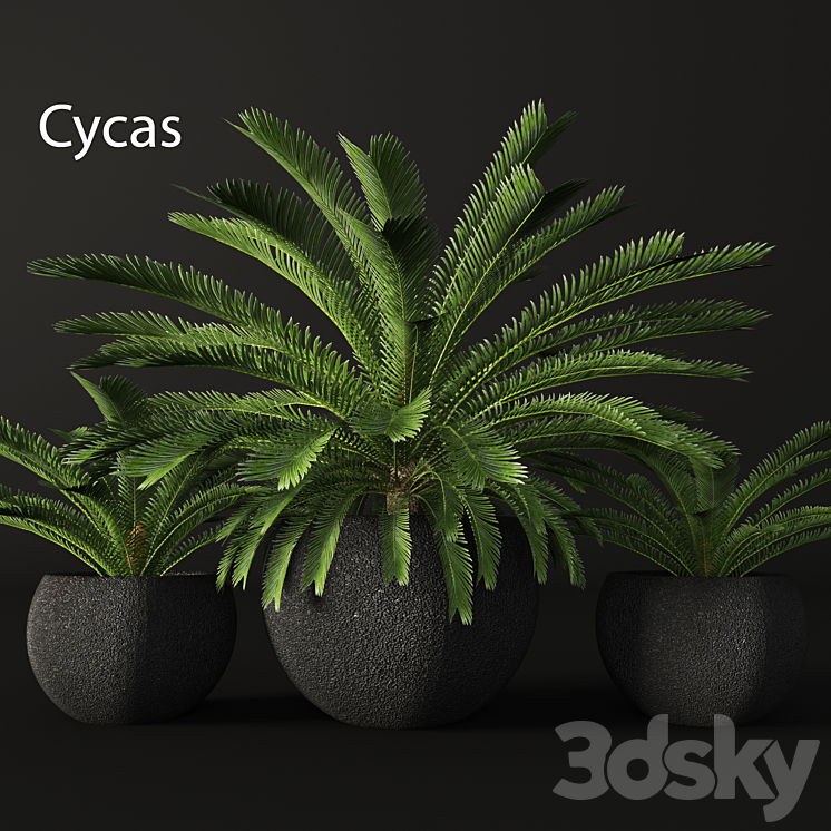 CYCASCYCAS_CYCAS_PALM_TREE_OUTDOOR_POT_FLOWERPOT_BLACK_LOFT_DECORATIVE 