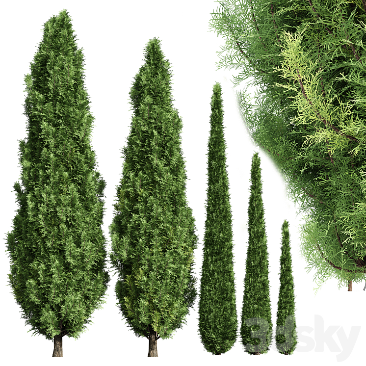 CYPRESS 5 TREES 