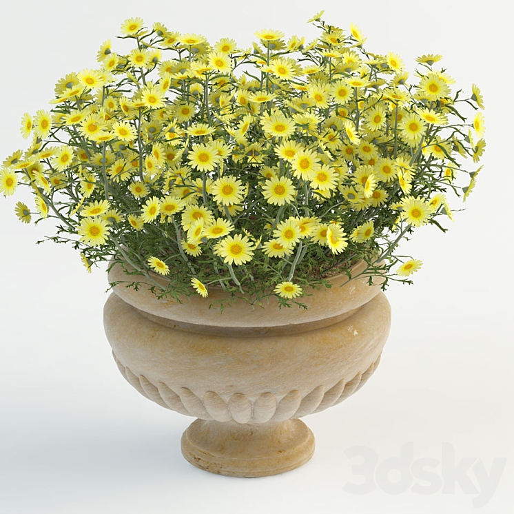 DAISY IN POT 