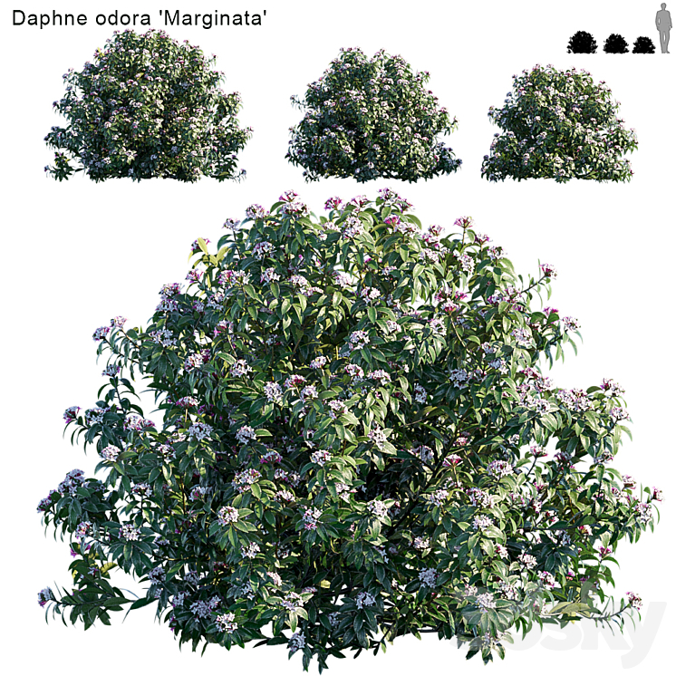DAPHNE ODORA MARGINATA 