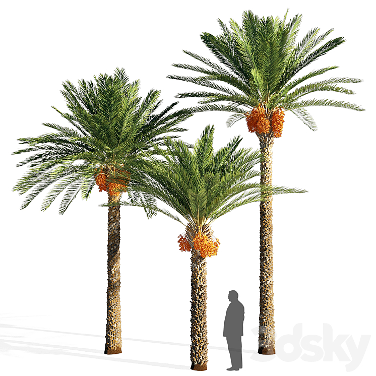 DATE PALM 