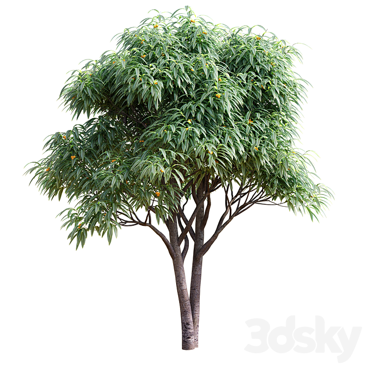DECIDUOUS TREE WITH FRUIT MEDLAR 