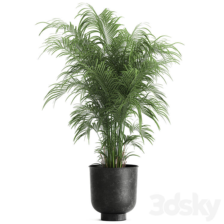 DECORATIVE_SMALL_LUSH_PALM_TREE_IN_A_BLACK_METAL_POT_HOWEA_FORSTERIANA 