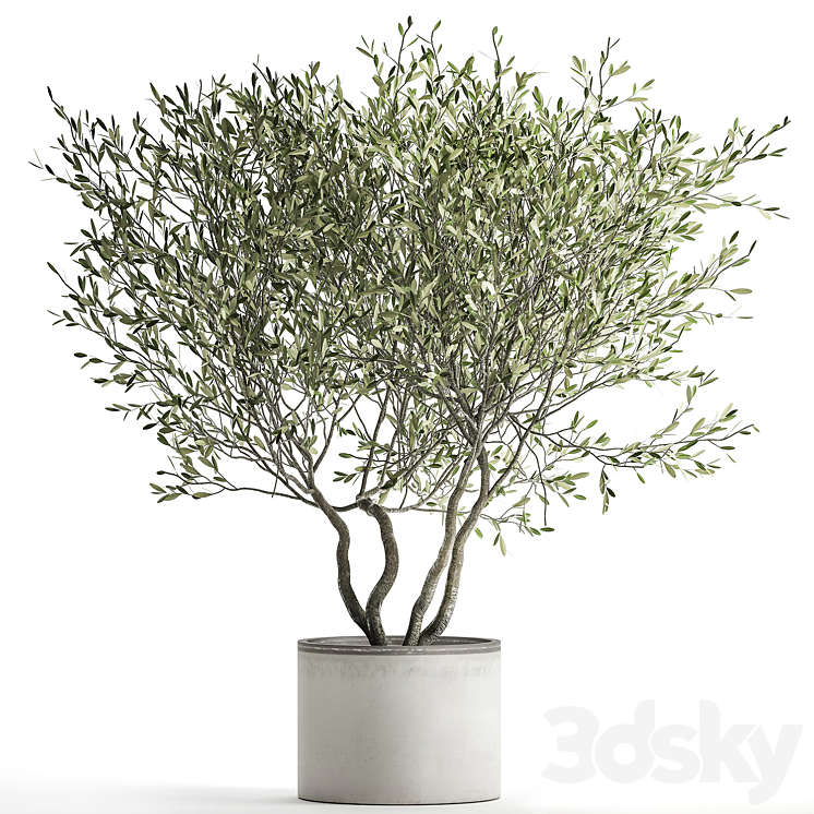 DECORATIVE_TREE_SMALL_OLIVE_TOPIARY_IN_A_WHITE_POT_AND_FLOWERPOT 