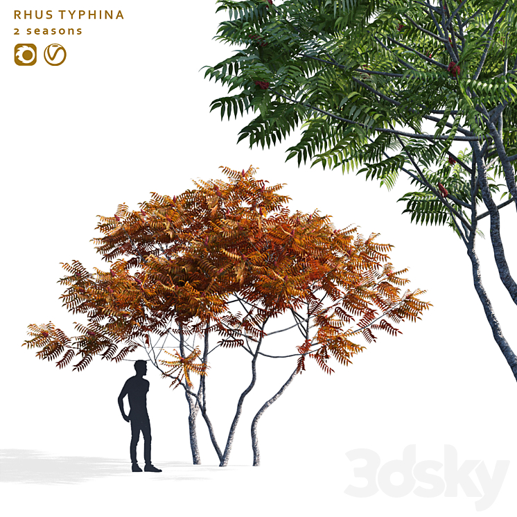 DEER HORNED SUMAC RHUS TYPHINA 2 SEASONS 