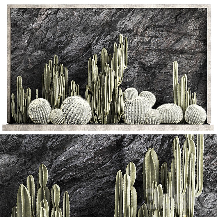 DESERT_PLANTS_CACTI_WITH_WALL_ROCK_BLACK_PEBBLES_CEREUS_ECHINOCACTUS 