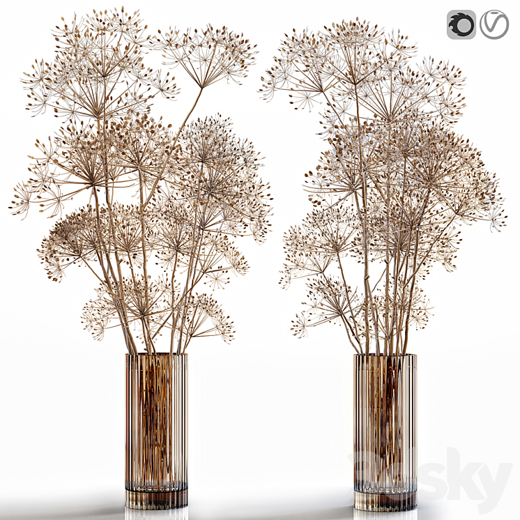 DRY FLOWERS 7 HERACLEUM 