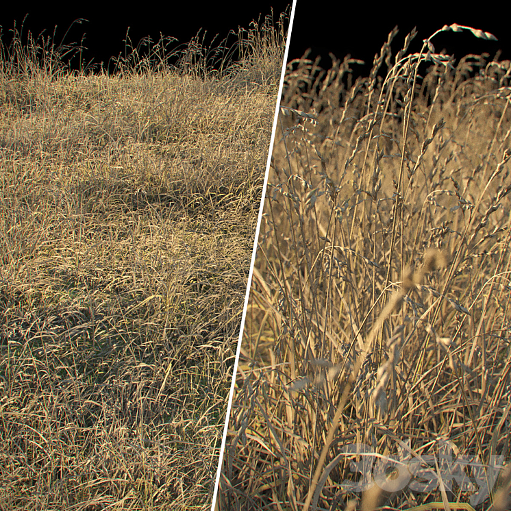 DRY GRASS 