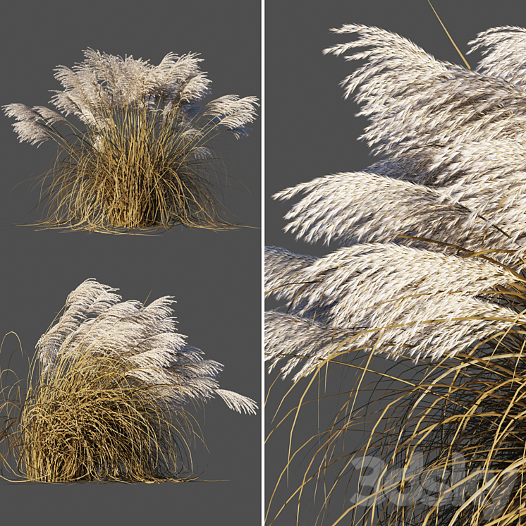 DRY MISCANTHUS CHINESE DRY MISCANTHUS SINENSIS 