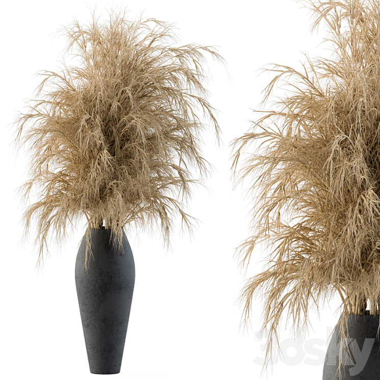 DRY PLANTS 