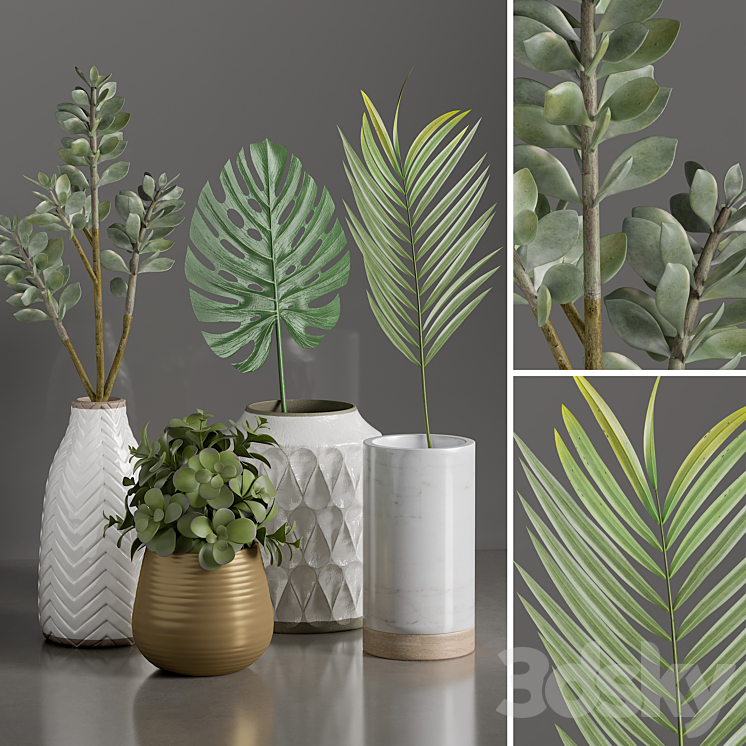 DUBAS PLANTS 1 