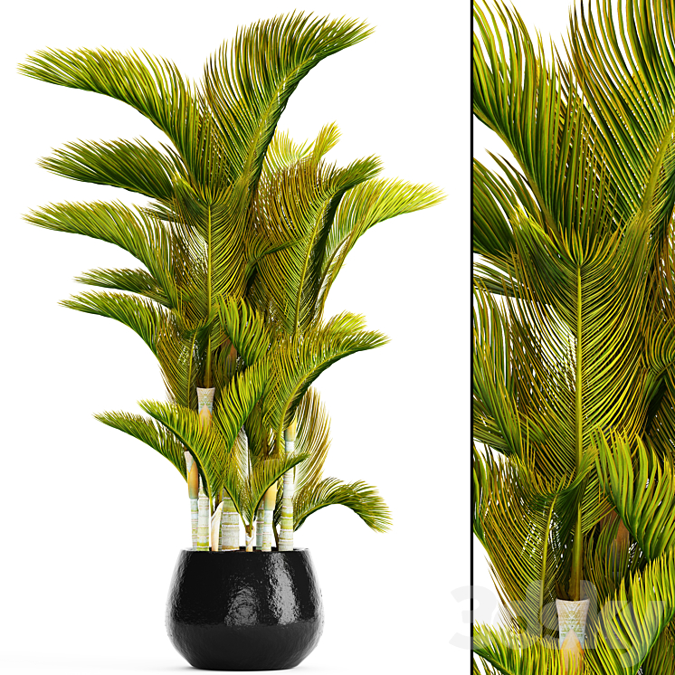 DYPSIS_LUTESCENS_DYSSIC_YELLOWISH_DIPSIS_YELLOWISH_ORNAMENTAL_PALM 