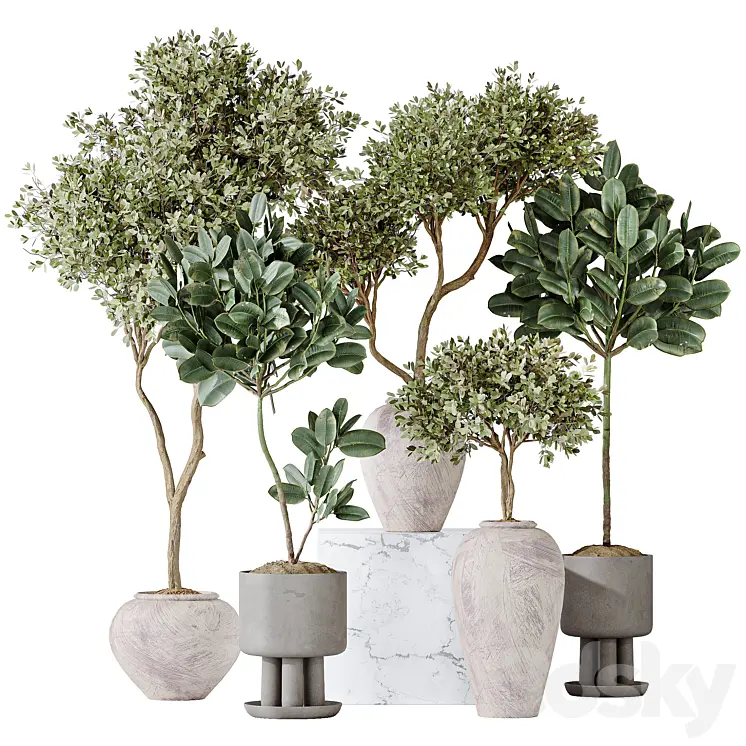 ELASTICA ABIDJAN MELANY AND MISSION OLIVE TREE VASE 18 