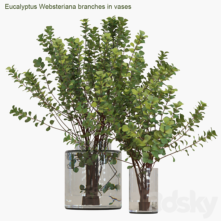 EUCALYPTUS WEBSTERIANA BRANCHES IN VASES # 2 