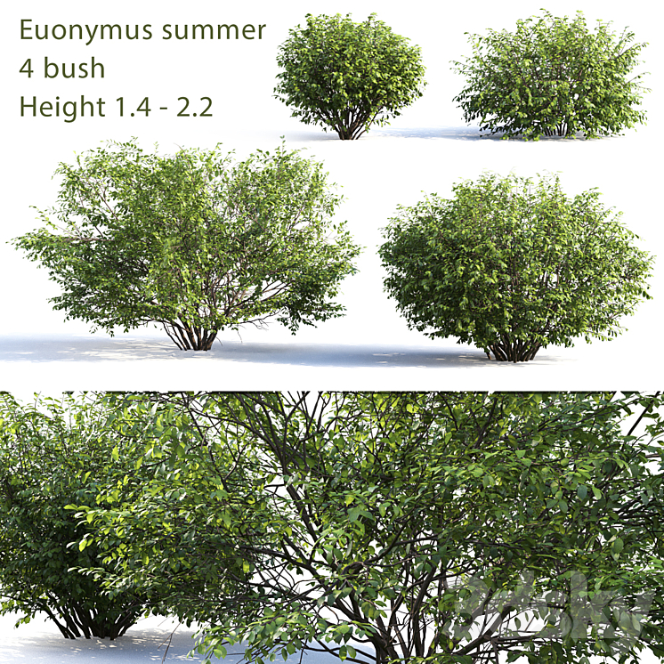EUONYMUS # 4 SUMMER 