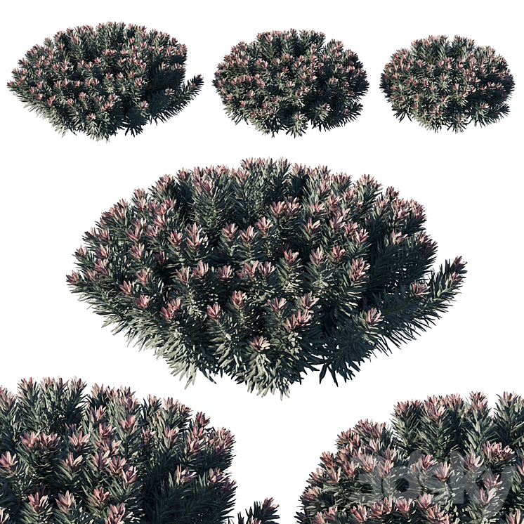 EUPHORBIA BLACKBIRD 02 