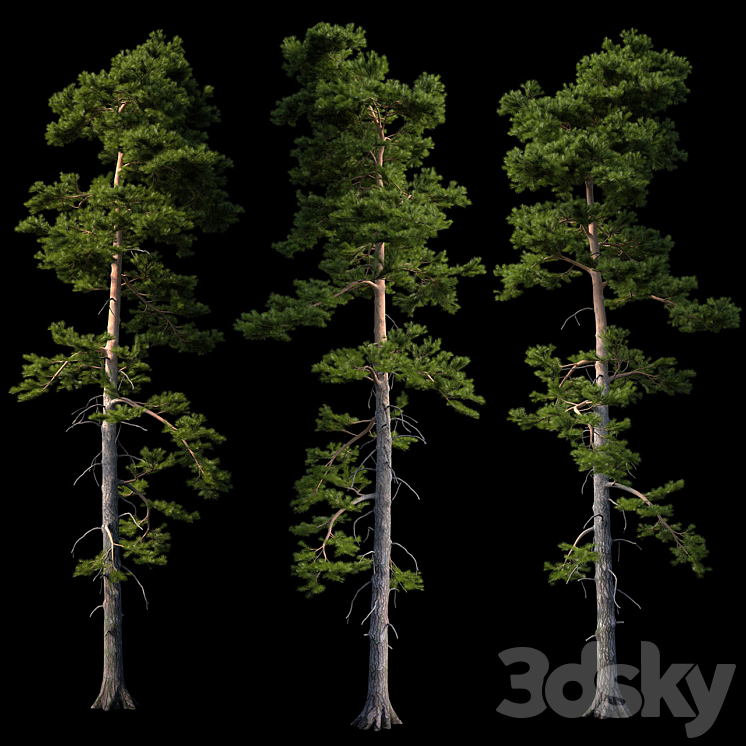 EUROPEAN PINE 