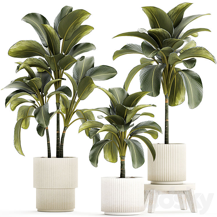 EXOTIC_BUSH_CALATHEA_LUTEA_IN_A_POT_STRELITZIA_PLANT_SET_1306 