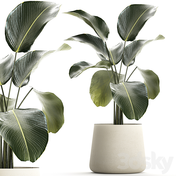 EXOTIC BUSH CALATHEA LUTEA IN A POT STRELITZIA PLANTS 1310 