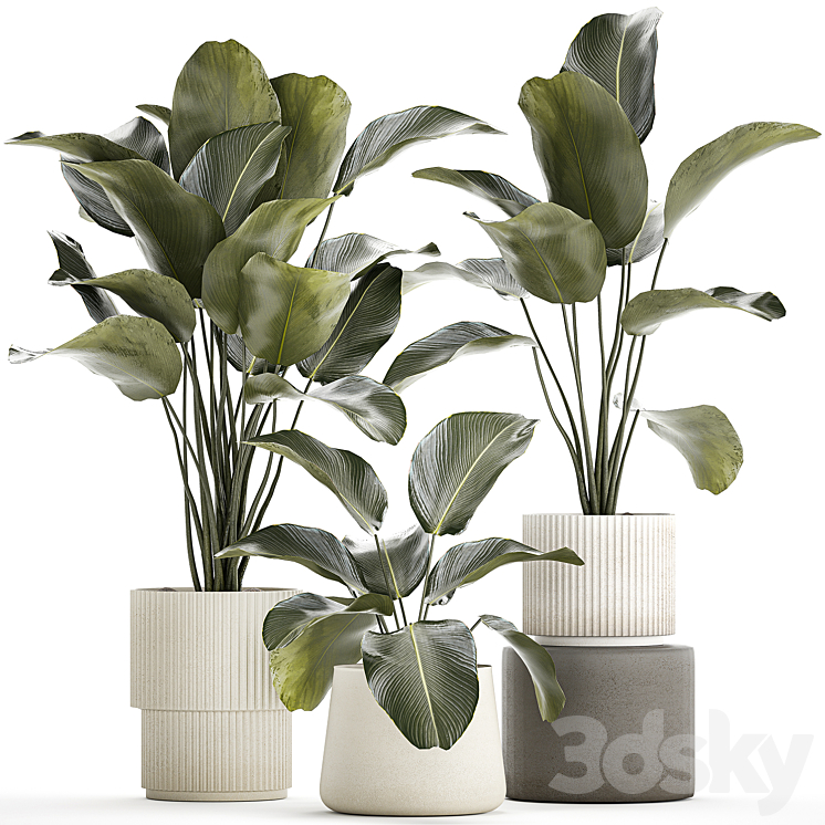 EXOTIC_BUSH_PLANTS_IN_A_FLOWER_POT_CALATHEA_LUTEA_STRELITZIA_SET 
