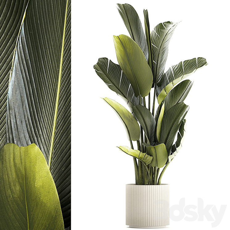 EXOTIC_BUSH_PLANTS_IN_A_FLOWER_POT_RAVENALA_STRELITZIA_BANANA_PALM 