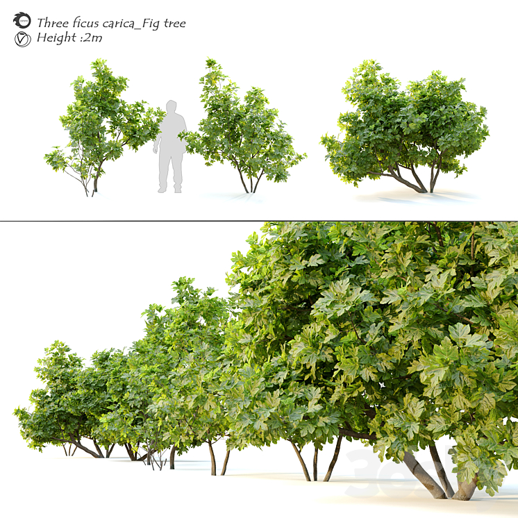 FICUS CARICA FIG TREE 2 