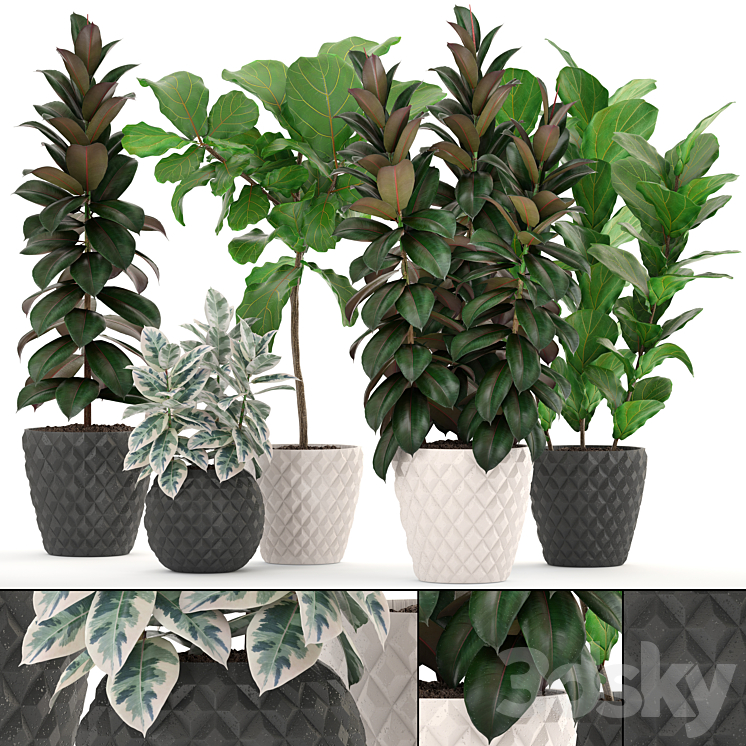 FICUS_COLLECTION_212_FICUS_LYRATA_ROBUSTA_TREE_POT_FLOWERPOT_CONCRETE 