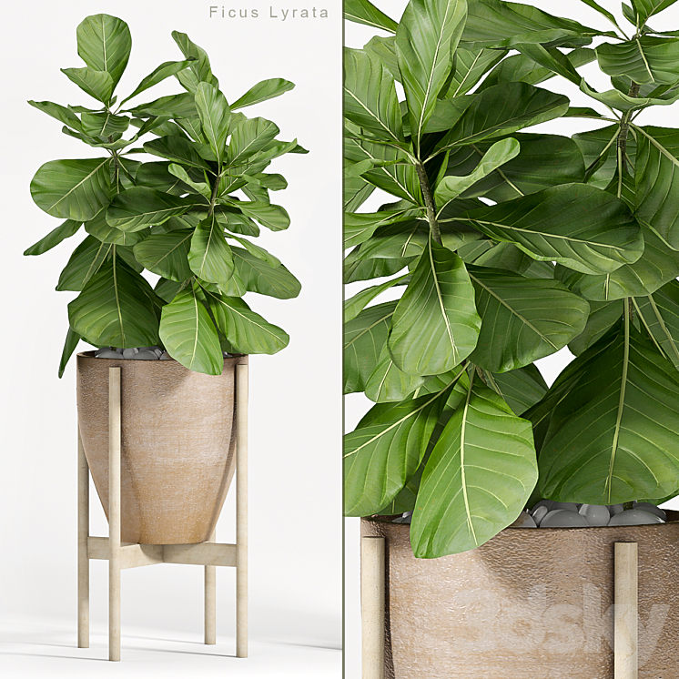 FICUS LYRATA PLANT 82 