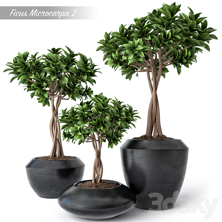 FICUS MICROCARPA 2 
