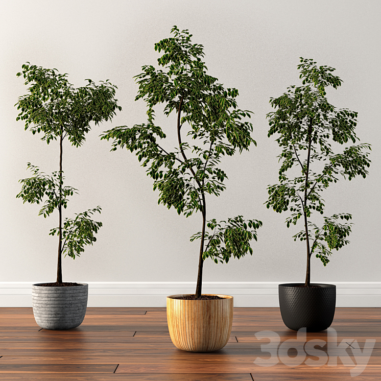 FICUS SILK TREE 