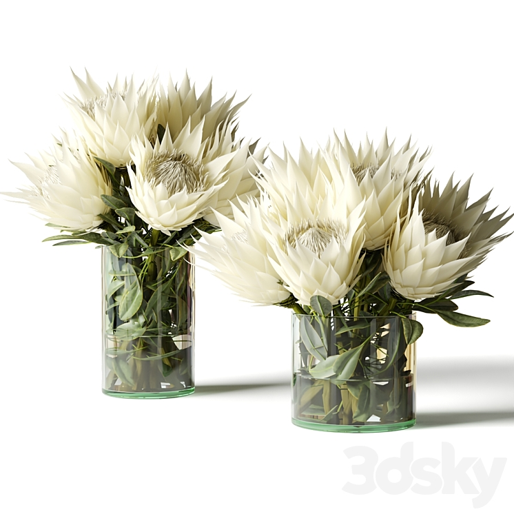 FLOWER SET WHITE PROTEAS 