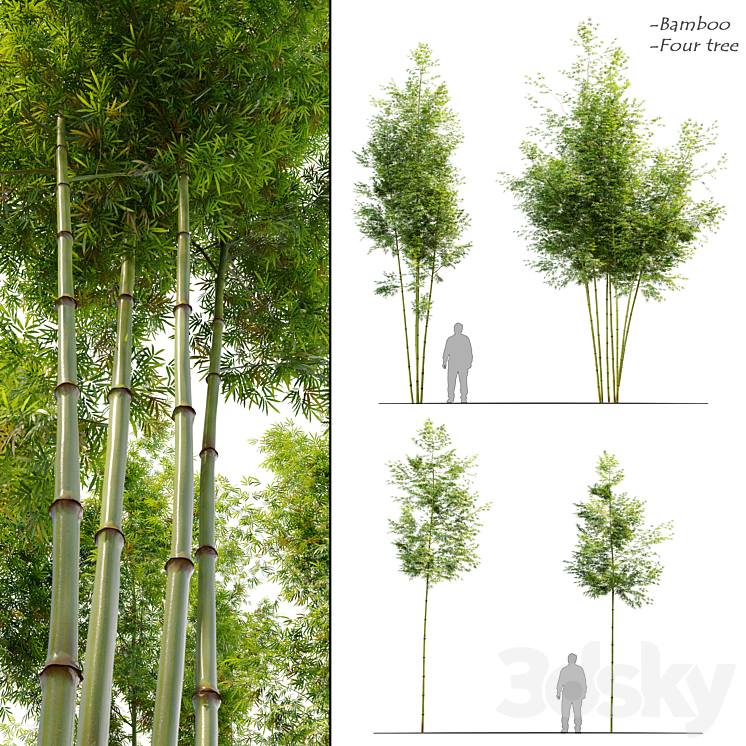 FOUR BAMBOO TREE 
