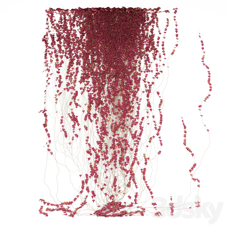 FRAGMENT OF RED IVY RED IVY 