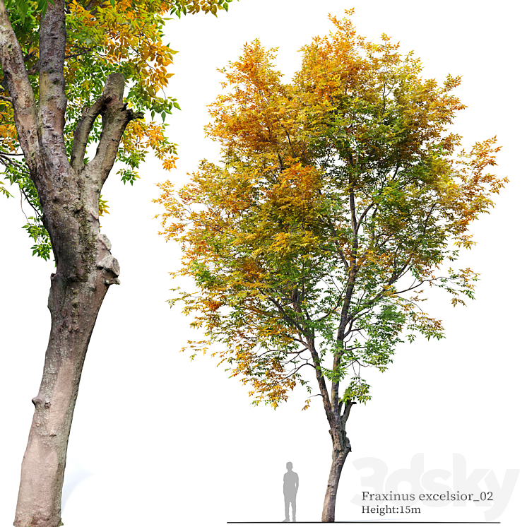 FRAXINUS EXCELSIOR 02 