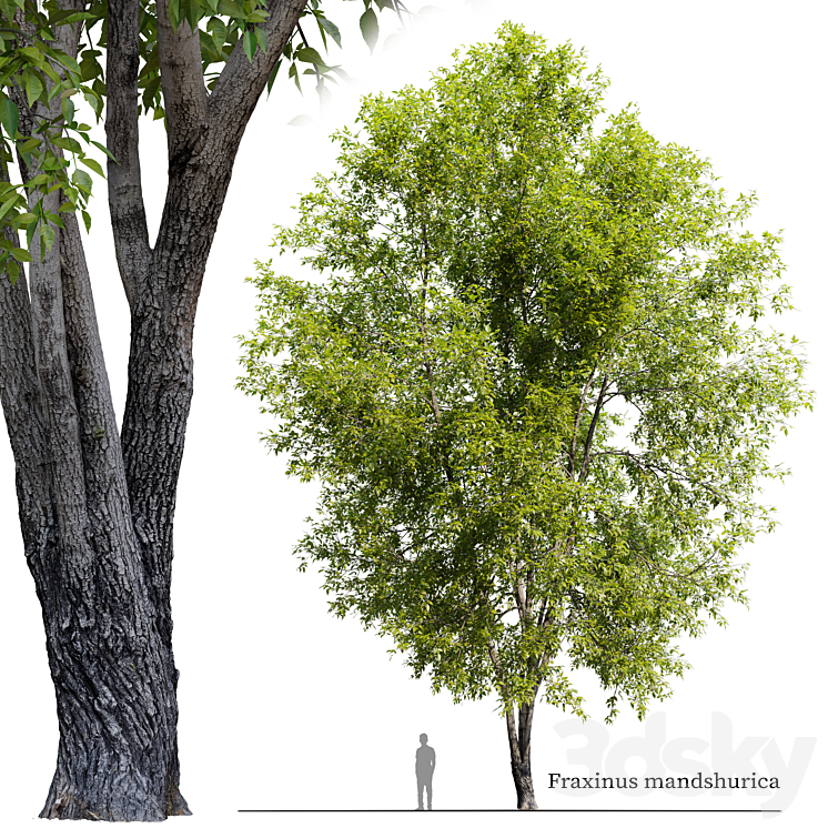FRAXINUS MANDSHURICA 2 