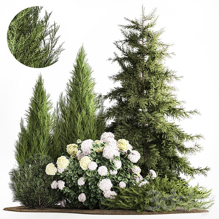 GARDEN_OF_SPRUCE_PINE_TOPIARY_WHITE_HYDRANGEA_BUSH_FLOWERS_JUNIPER 
