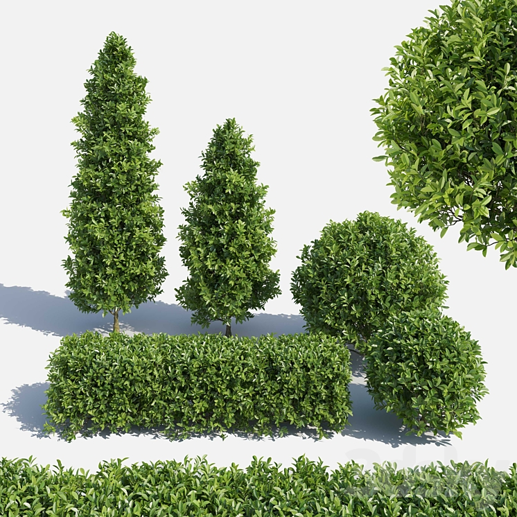 GARDEN PLANT SET 02 FICUS ANNULATA 