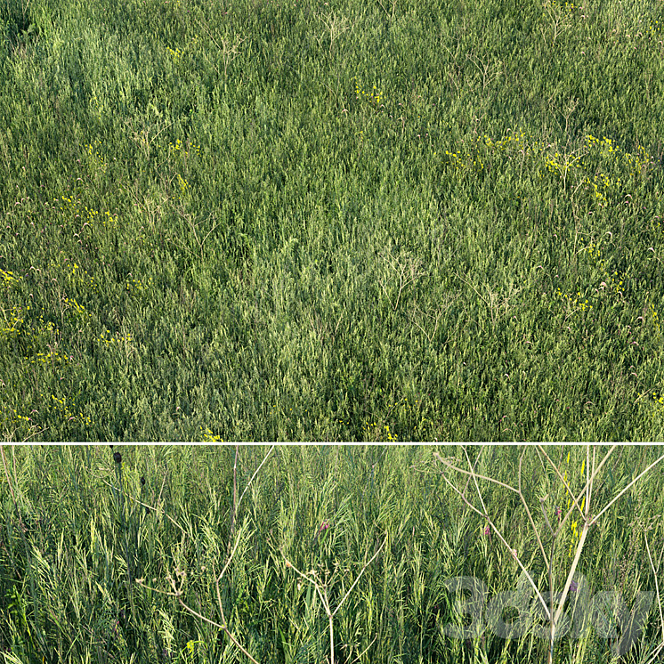 GRASS FIELD 01 